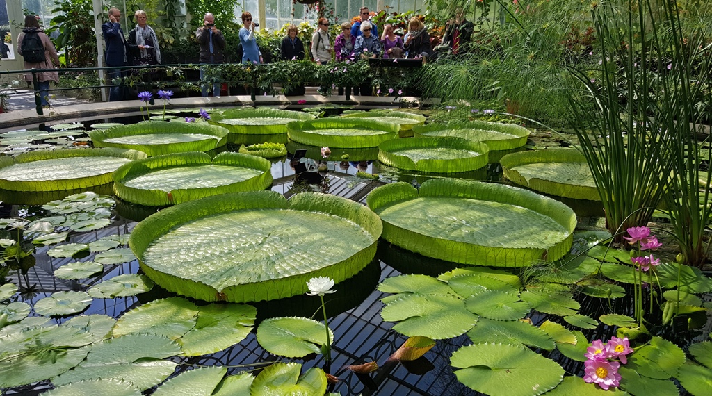 Inside the Waterlily House